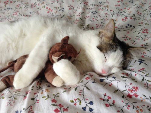 Katė, Miega, Pliušinis Žaislas, Apkabinti, Atsipalaiduoti, Naminis Gyvūnėlis