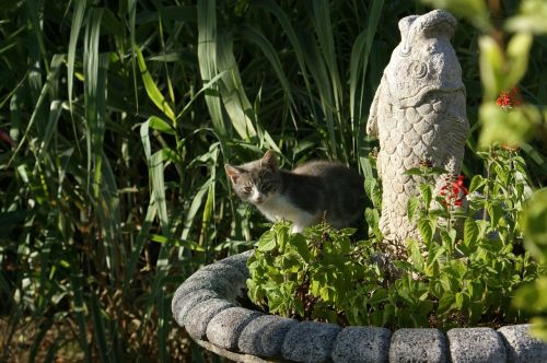 Katė, Paslėpta, Žuvų Statula