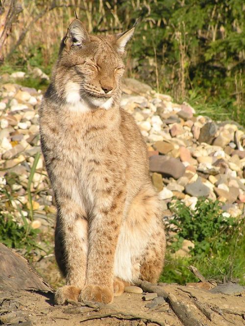 Katė, Gyvūnas, Zoologijos Sodas, Plėšrūnas, Mėsėdžiai, Padaras, Pavojingas, Gyvūnų Pasaulis, Žinduolis, Portretas, Didelė Katė, Gamta, Laukinis Gyvūnas