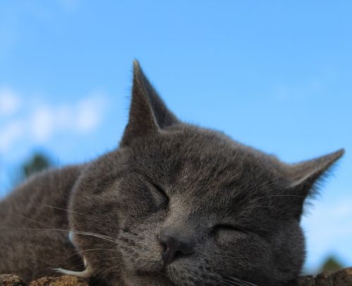 Katė, Miega, Mieguistas, Mėlynas Dangus, Kačiukas