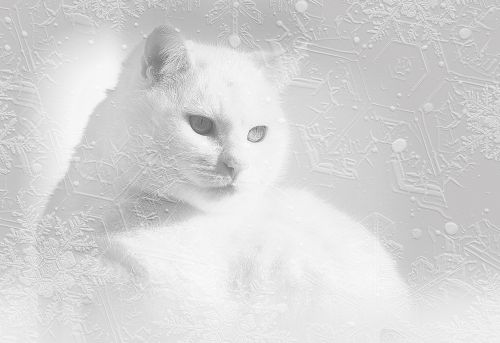 Katė, Balta Katė, Sniegas, Eiskristalio, Juoda Ir Balta, Katės Akys