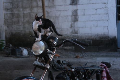 Katė, Moto, Motociklas, Vintage, Čito, Pussycat, Juoda Katė Balta