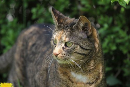 Katė,  Naminis Gyvūnėlis,  Be Honoraro Mokesčio