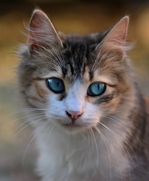 Katė,  Mėlynos Akys,  Apie,  Glamonėti
