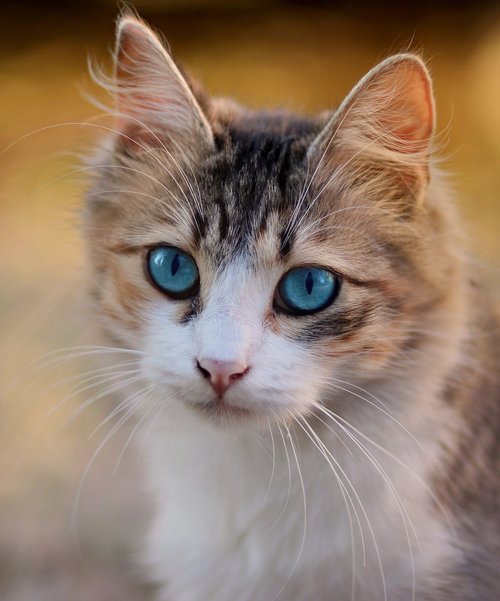 Katė,  Mėlynos Akys,  Augintinė,  Kačių,  Katės Akys