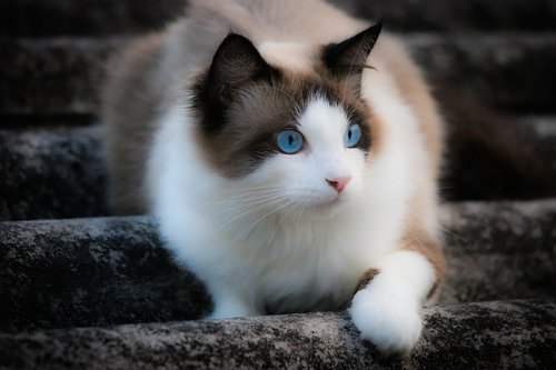 Katė,  Atrodo,  Mėlynos Akys,  Spalvos,  Kailiai,  Stogo,  Baltas