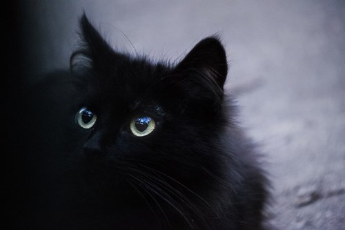 Katė,  Juodos Spalvos,  Kačių,  Gyvūnas