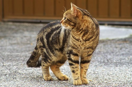 Katė,  Benamė Katė,  Calico Cat