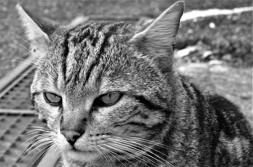 Katė,  Benamė Katė,  Calico Cat