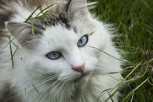 Katė,  Kačių,  Europos Katės,  Mėlynos Akys,  Naminis Gyvūnas,  Kačių Akys,  Už