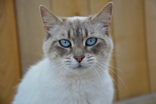Katė,  Pussy Cat,  Portretas,  Mėlynos Akys,  Kačių,  Žinduolis,  Kompanionas,  Gyvūnas,  Plėšrūnas