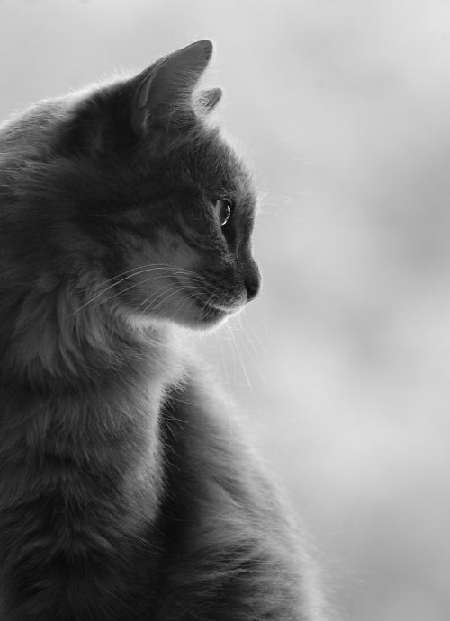 Katė, Profilis, Siluetas
