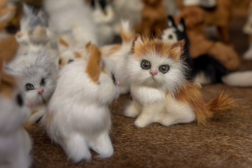 Katė, Kačiukas, Žaislai, Pliušas, Minkštas Žaislas