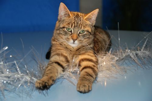 Katė, Kalėdos, Kalėdų Puošimas