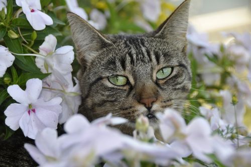 Katė, Gėlė, Pavasaris
