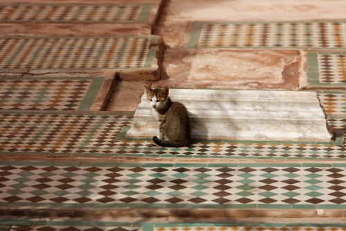 Katė, Mozaika, Marokas