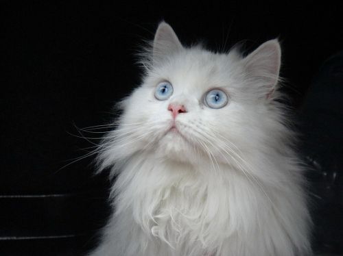 Katė, Persų, Balta, Mėlynos Akys