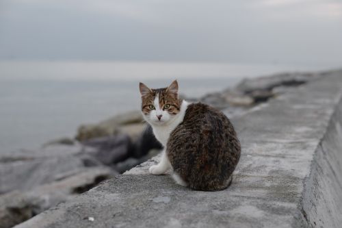 Katė, Suadiye, Papludimys, Istanbulas