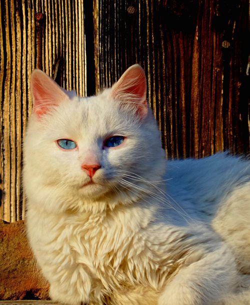 Katė, Balta, Tuo Pačiu Metu
