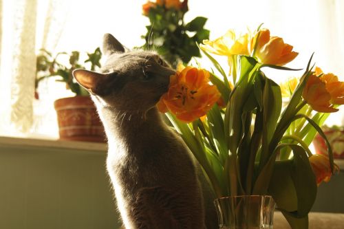 Katė, Gėlės, Tulpės