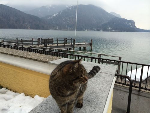 Katė, Ežeras, Žiema, Salzburg, Kalnai