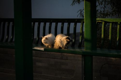Katė, Zhongshan Parkas, Pekinas