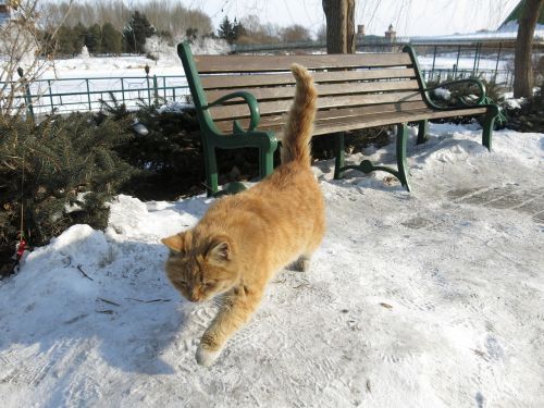 Katė, Sniegas, Kėdė