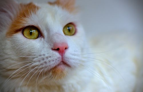 Katė, Turkish Van, Balta, Augintiniai, Kačių Veido, Balta Katė, Gyvūnai