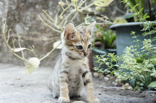 Katė, Mažas Katinas
