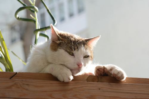 Katė,  Istanbulas,  Tabby Katė,  Oranžinė Katė,  Pasodintas Katinas