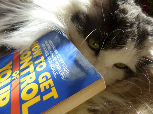 Kaip & Nbsp,  Katė,  Kontrolė,  Knyga,  Skaityti,  Kačių,  Išmintis,  Katė Ir Kaip Užsisakyti