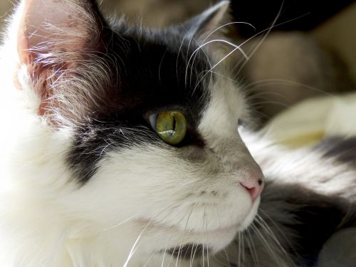 Katė,  Balta,  Juoda,  Iš Arti,  Ilgi Plaukai,  Žalia Akys,  Rožinis & Nbsp,  Nosis,  Katės Profilis Closeup