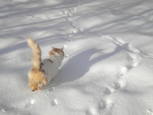 Katės Ėjimas, Sniege, Katė, Sniegas, Žiema