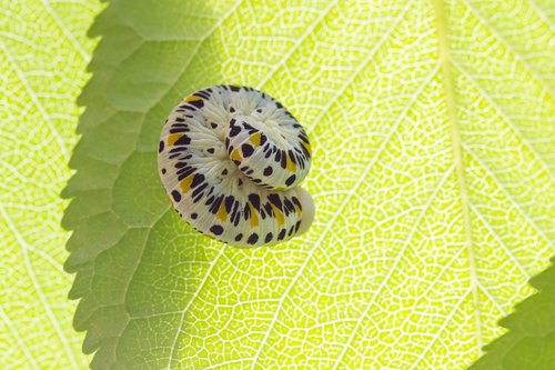 Caterpillar,  Vabzdys,  Palaeo Cimbex Quadrimaculatus,  Pobūdį,  Lapų,  Žalias,  Pavasaris