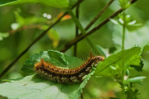 Caterpillar,  Šilkaverpis,  Pobūdį,  Pavasaris,  Makro Fotografija