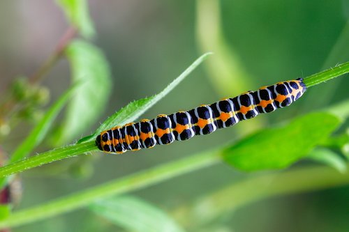 Caterpillar,  Cos-Vienuolio,  Ryklys Lactucae,  Oranžinė,  Juodos Spalvos,  Farbenpracht