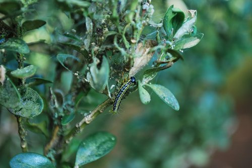 Caterpillar,  Pobūdį,  Vabzdys