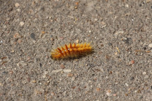 Caterpillar,  Pobūdį,  Vabzdys,  Drugys