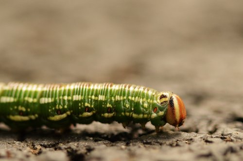 Caterpillar,  Makro,  Vabzdys,  Pobūdį,  Iš Arti