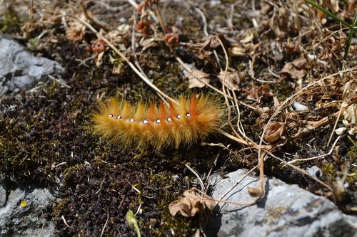 Caterpillar,  Oranžinė,  Vabzdys