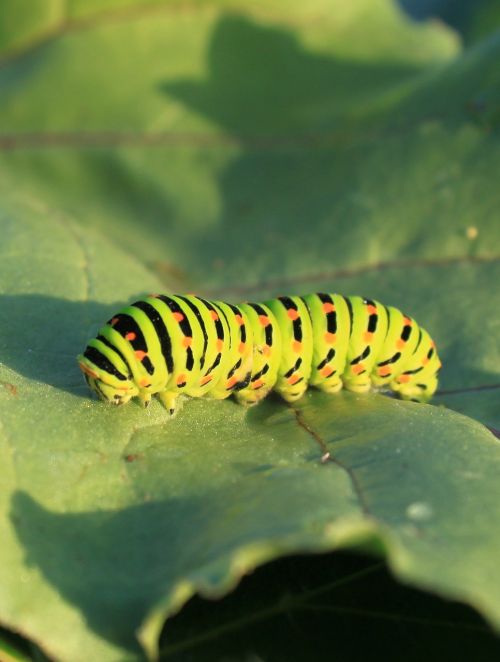 Vikšras, Žalias, Lapai, Lepidoptera, Papilionidae, Swallowtail, Vabzdžiai