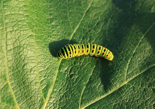 Vikšras, Žalias, Lapai, Lepidoptera, Papilionidae, Swallowtail, Vabzdžiai