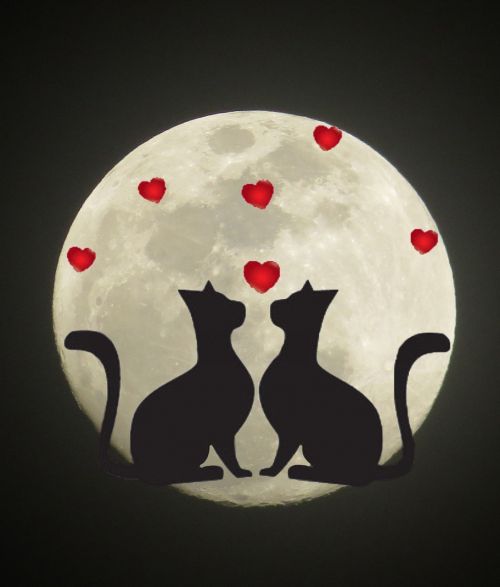 Katės, Mėnulis, Siluetas
