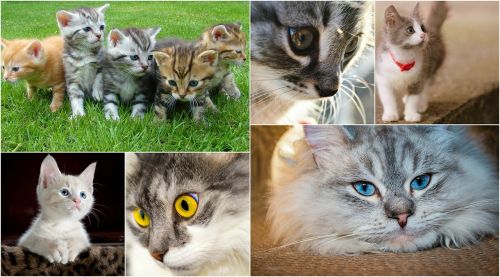 Katės, Kačiukai, Koliažas, Foto Koliažas, Mielas, Kačiukas, Gyvūnas