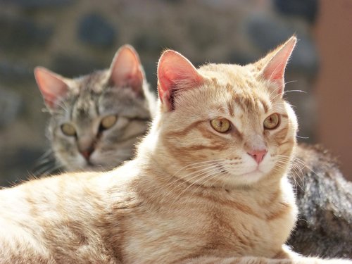Katės,  Housecat,  Pora