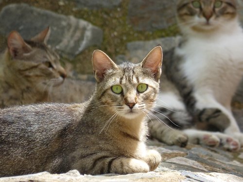 Katės,  Housecat,  Atrodo,  Kačių Išvaizdą,  Gata,  Vidaus Kačių