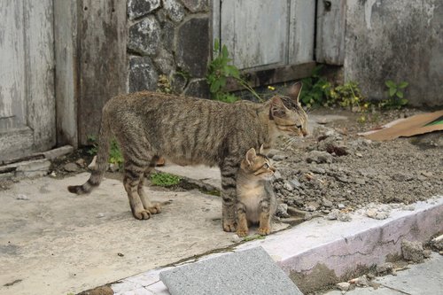Katės,  Azijoje,  Gyvūnai