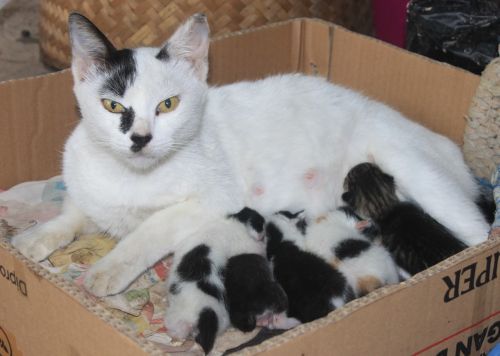 Katės,  Mama Ir Kūdikis,  Šeima,  Kačiukai,  Gyvūnas,  Kačiukas,  Mielas
