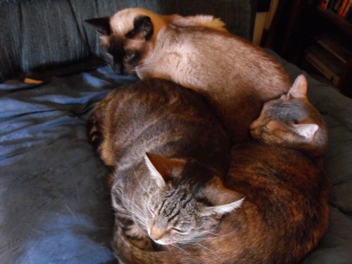 Katė,  Kačių,  Naminis Gyvūnėlis,  Kačiukas,  Pussycat,  Miegoti,  Katės Cuddling