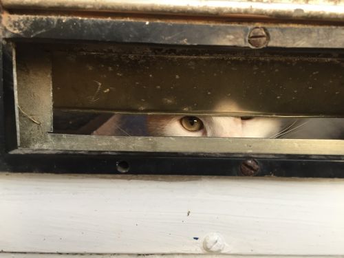 Katės Akys, Įdomu, Piniginė